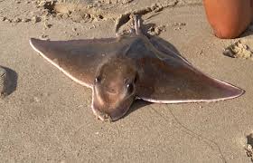 Image result for Myliobatis freminvillei