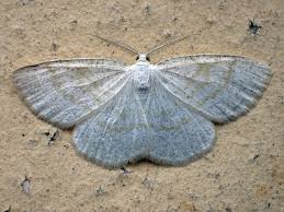 Attēlu rezultāti vaicājumam “Cabera exanthemata male”