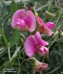 Attēlu rezultāti vaicājumam “Lathyrus sylvestris flower”