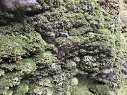 Attēlu rezultāti vaicājumam “Hymenostylium recurvirostrum macro”