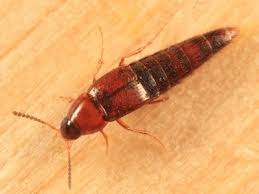 Attēlu rezultāti vaicājumam “Tachyporus sp.”