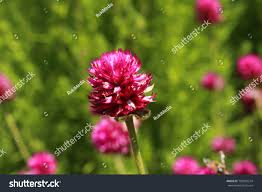 Image result for Kugelamarant