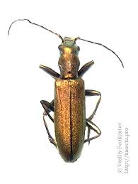 Attēlu rezultāti vaicājumam “Chrysanthia viridissima”