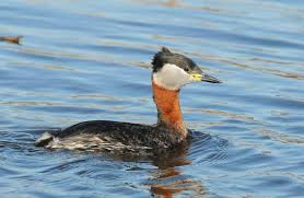 Attēlu rezultāti vaicājumam “Podiceps grisegena”