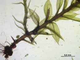 Attēlu rezultāti vaicājumam “Dicranella staphylina”