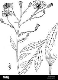 Attēlu rezultāti vaicājumam “Hieracium vulgatum leaf”
