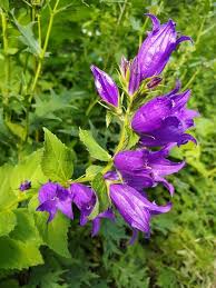 Attēlu rezultāti vaicājumam “Campanula latifolia leaf”