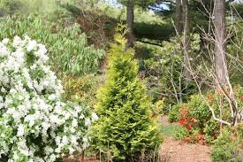 Attēlu rezultāti vaicājumam “Thuja occidentalis flower”