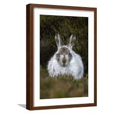 Attēlu rezultāti vaicājumam “Lepus timidus”