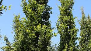 Attēlu rezultāti vaicājumam “Quercus robur Fastigiata leaf”