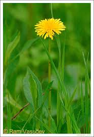 Attēlu rezultāti vaicājumam “Pilosella officinarum”