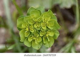 Attēlu rezultāti vaicājumam “Euphorbia helioscopia leaf”