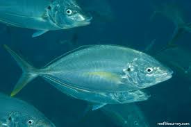 Image result for Pseudocaranx dentex