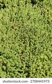 Attēlu rezultāti vaicājumam “Sedum acre leaf”