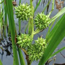 Attēlu rezultāti vaicājumam “Sparganium erectum aggr. leaf”