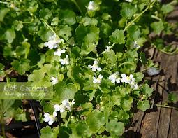Attēlu rezultāti vaicājumam “Hydrocotyle vulgaris flower”