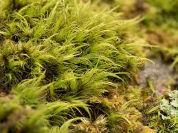 Attēlu rezultāti vaicājumam “Dicranum scoparium”