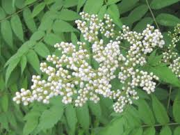 Attēlu rezultāti vaicājumam “Sorbaria sorbifolia flower”
