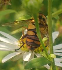 Attēlu rezultāti vaicājumam “Helophilus sp.”