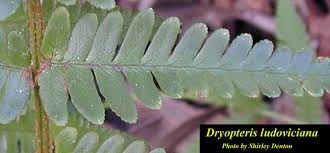 Attēlu rezultāti vaicājumam “Dryopteris”