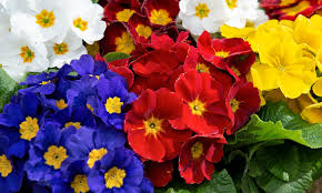 Attēlu rezultāti vaicājumam “Primula”