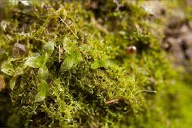 Attēlu rezultāti vaicājumam “Physcomitrium pyriforme sporophyte”