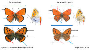 Attēlu rezultāti vaicājumam “Lycaena dispar”