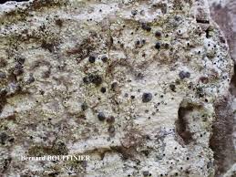 Attēlu rezultāti vaicājumam “Cliostomum corrugatum”