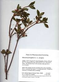 Attēlu rezultāti vaicājumam “Menziesia ferruginea”