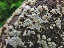 Attēlu rezultāti vaicājumam “Hypocrea pulvinata”