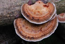 Attēlu rezultāti vaicājumam “Daedaleopsis confragosa”