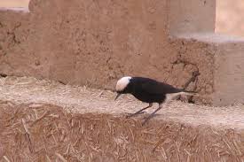 Image result for Oenanthe leucopyga