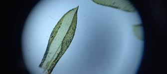 Attēlu rezultāti vaicājumam “Tortula subulata sporophyte”