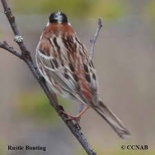 Image result for Emberiza rustica