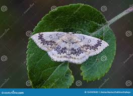 Attēlu rezultāti vaicājumam “Cyclophora annularia”