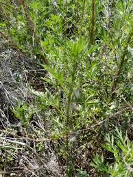 Image result for Artemisia annua