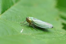 Attēlu rezultāti vaicājumam “Cicadella viridis”