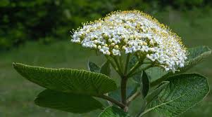 Attēlu rezultāti vaicājumam “Viburnum lantana  flower”