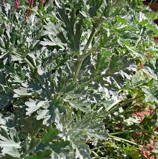 Image result for Artemisia absinthium