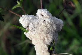 Attēlu rezultāti vaicājumam “Diderma ochraceum macro”