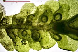 Attēlu rezultāti vaicājumam “Radula complanata sporophyte”