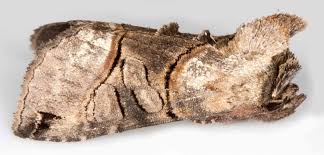 Attēlu rezultāti vaicājumam “Abrostola tripartita”