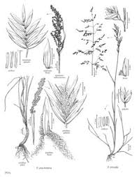 Attēlu rezultāti vaicājumam “Poa trivialis”