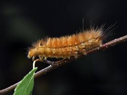 Attēlu rezultāti vaicājumam “Spilosoma lutea larva”