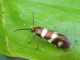 Attēlu rezultāti vaicājumam “Micropterix aureatella”