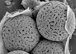 Attēlu rezultāti vaicājumam “Diachea muscorum spores”