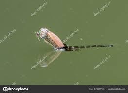 Attēlu rezultāti vaicājumam “Chironomidae imago”