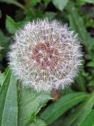 Attēlu rezultāti vaicājumam “Taraxacum officinale aggr. flower”