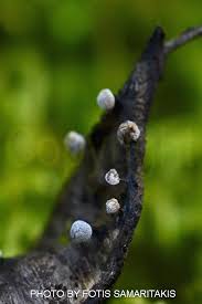 Attēlu rezultāti vaicājumam “Didymium bahiense macro”