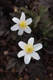 Attēlu rezultāti vaicājumam “Anemone nemorosa leaf”